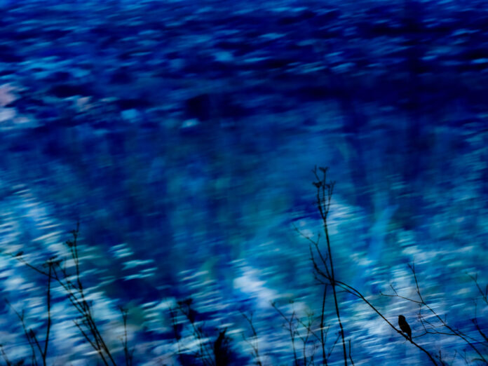 Blue bird | Fine art Photography